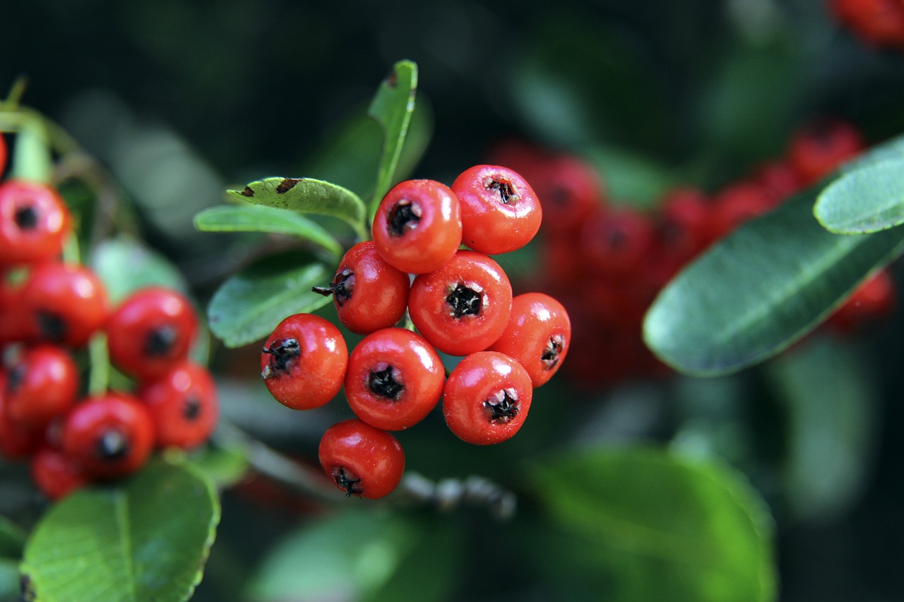 近年来意甲 近年来意甲